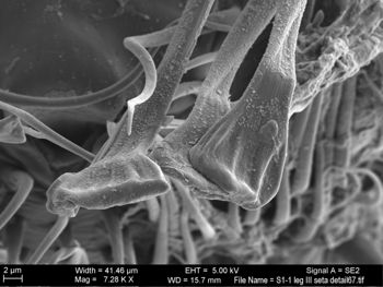 Media type: image; Invertebrate Zoology 131275